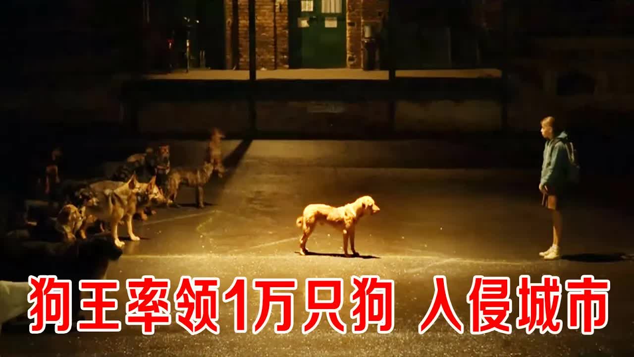 狗王率领1万只狗，进攻人类城市，军队溃败，不料狗王遇到前小主人